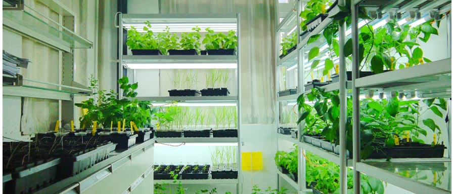 番茄/煙草/油菜生長室